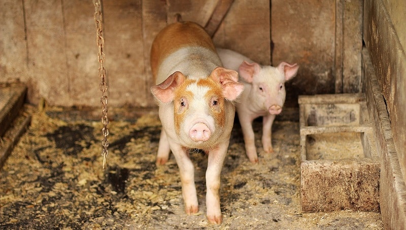 Se buscan 2 operarios de granja porcina al norte de Madrid (contrato estable)